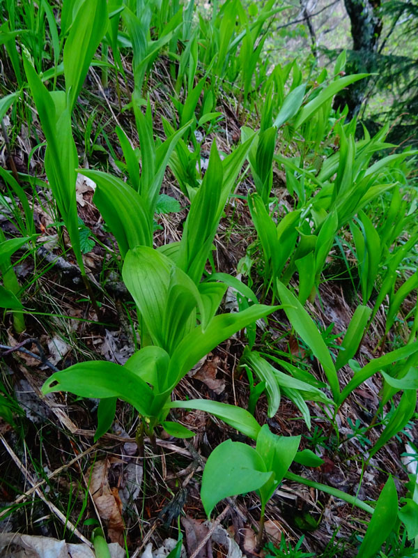 Convallaria majalis - Veratrum album e Cypripedium calceolus